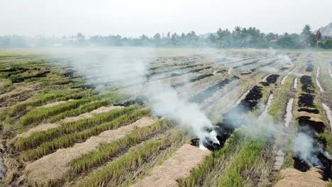 Open-burning-at-rice-paddy-field-pollute-the-environment.
